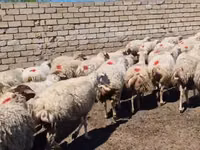 ცხვარი, ცხვრები — ფოტო 6