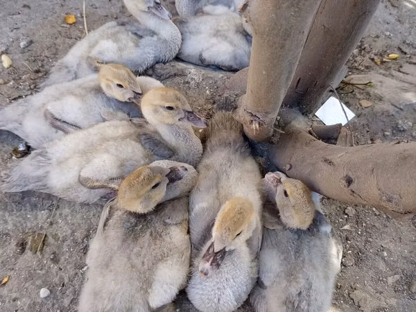Ducks — Azerbejdżan