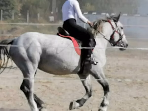კვიცი, ცხენები
