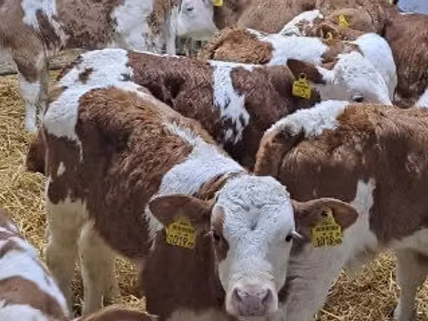 أبقار (دفعة، الجنس غير محدد), Simmental cattle