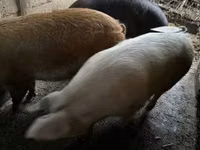Sow, Pigs — photo 2