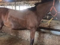 فرس, Thoroughbred horse — الصورة 8