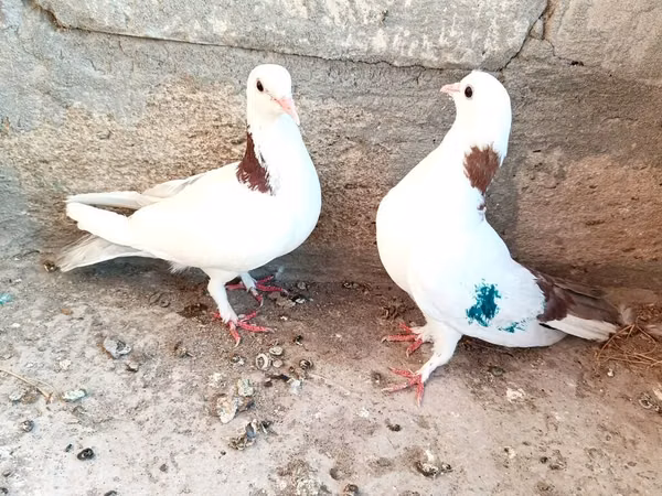 Salam gördüyünüz Qusdar satılır her ikisidə mayadi birinin uçuşu var