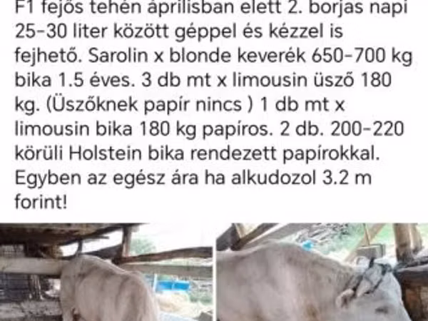 Skot (série, pohlaví neuvedeno), Skot