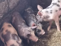 Eber, Schweine — Foto 2