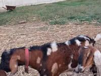 თხა, Nubian Goat — ფოტო 3