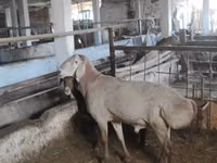 公羊, Sheep — 照片 2