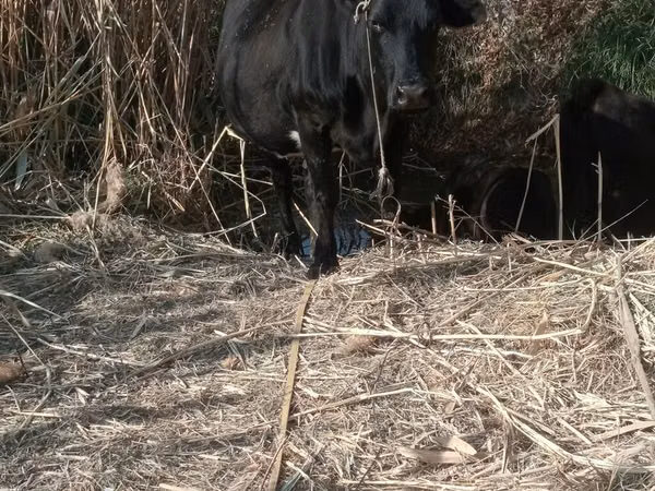 பசு, மாடுகள்