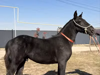 Caballo, Arabian horse — foto 7