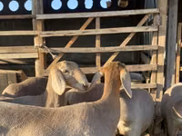 Schaf, Arashan sheep — Foto 7