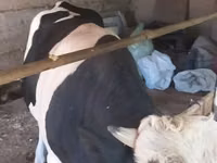 Buqa, Russian Black pied cattle — 3-rasm