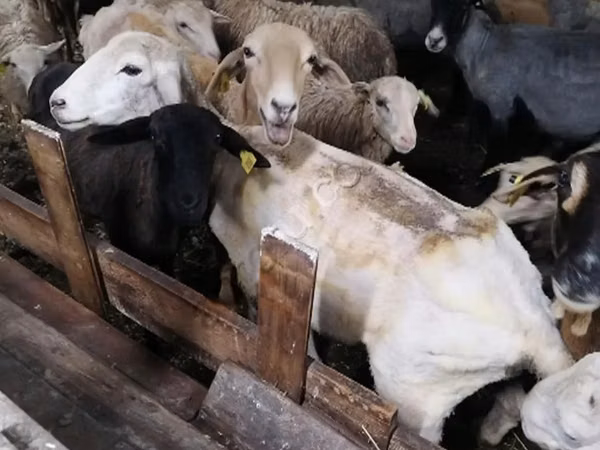 Ovce (šarže, pohlaví neuvedeno), Ovce — Rusko