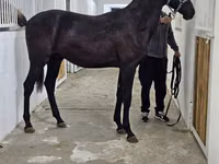 Cavalo, Akhal-Teke — foto 8