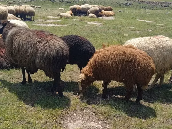 Ram, Sheep