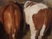Kuh, Limousin-Kuh — Foto 1