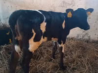 Sigir, Russian Black pied cattle — 3-rasm