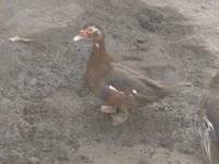 Ducks — ფოტო 3