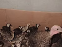 Turkeys — foto 3