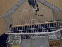 Dalğalı tutuquşu və qəfəs dəsti - Növ: dalğalı tutuquşu (budgerigar) — Foto 4