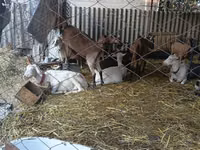 Koza, Saanen goat — foto 3