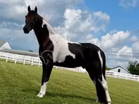 حصان, Tennessee Walking Horse — الصورة 5