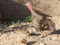 სლოვენიური ვერცხლის ქათამი — ფოტო 7