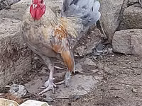 Chickens — الصورة 3