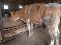 Vache, Simmental cattle — photo 5