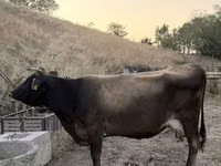 Сиыр, Ukrainian Brown Dairy Cattle — 2-сурет
