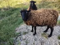 Qoyun, Ouessant sheep — foto 1