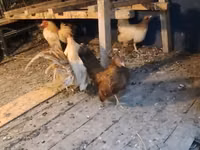 Bantam — zdjęcie 1