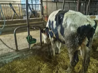 Boğa, Russian Black pied cattle — foto 4