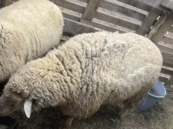 Bélier, Merino sheep
