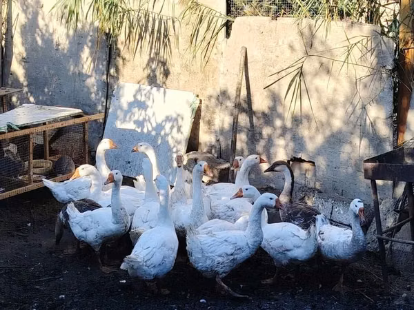 Geese