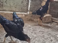 ஷாமோ கோழிகள் — புகைப்படம் 3