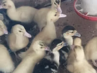 Ducks — Foto 4