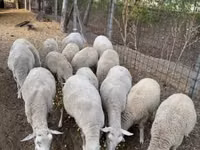 Owce (partia, płeć nieokreślona), Ile-de-France sheep — zdjęcie 2