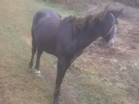 Caballo, Caballos — foto 2