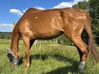 Jument, Polish pony — photo 4