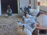 Chickens — फ़ोटो 3