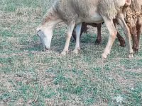 Koyun, Koyunlar — foto 2