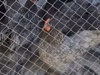 Chickens — foto 1