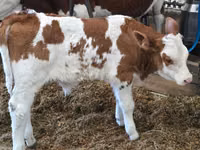 Bull, Simmental cattle — photo 2