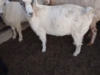 Cabra, Cabras — foto 4