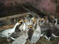 Geese — फ़ोटो 1