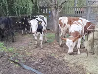 Krowa, Russian Black pied cattle — zdjęcie 1