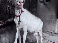 Ешкі, Saanen goat — 2-сурет