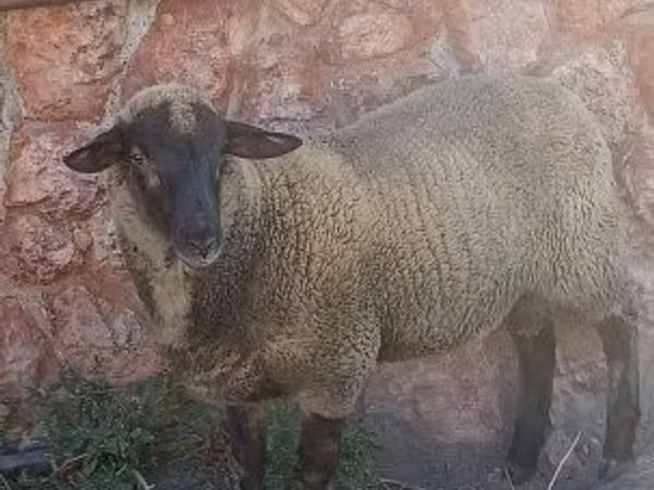 Qoç, Suffolk sheep