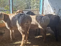 Oveja, Ovejas — foto 4
