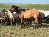 Cavalo, Mugalzhar horse — foto 3